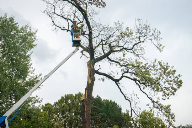 Best Root Management and Removal  in Highland Lakes, NJ