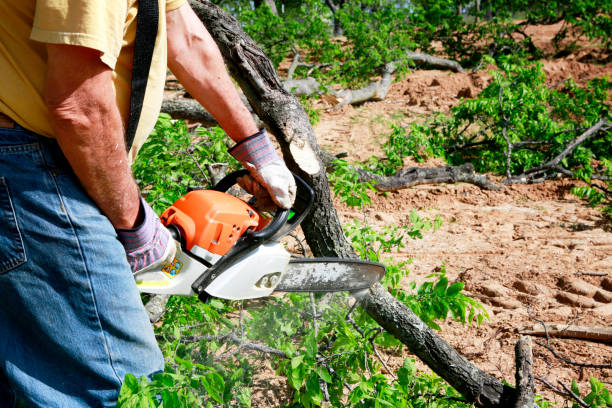 Best Emergency Tree Removal Services  in Highland Lakes, NJ